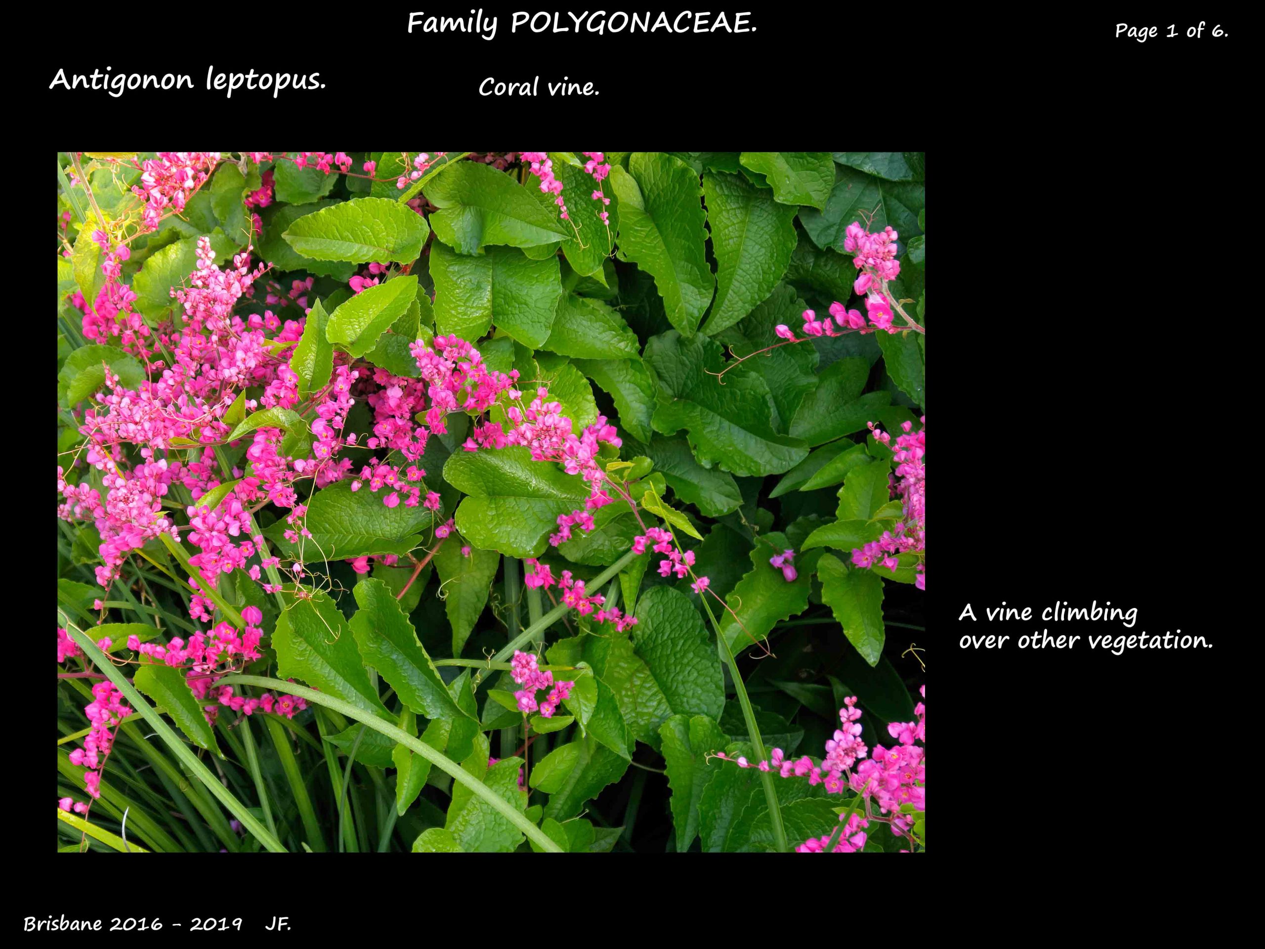 1 Antigonon leptopus vine